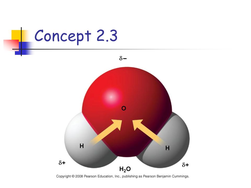 Concept 2.3  – – ++ ++ H H O H2OH2O