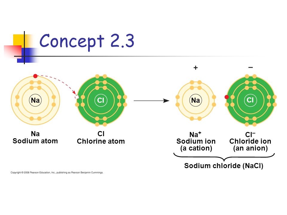 Concept 2.3 NaCl Na Cl Na Sodium atom Chlorine atom Cl Na + Sodium ion (a cation) Cl – Chloride ion (an anion) Sodium chloride (NaCl)
