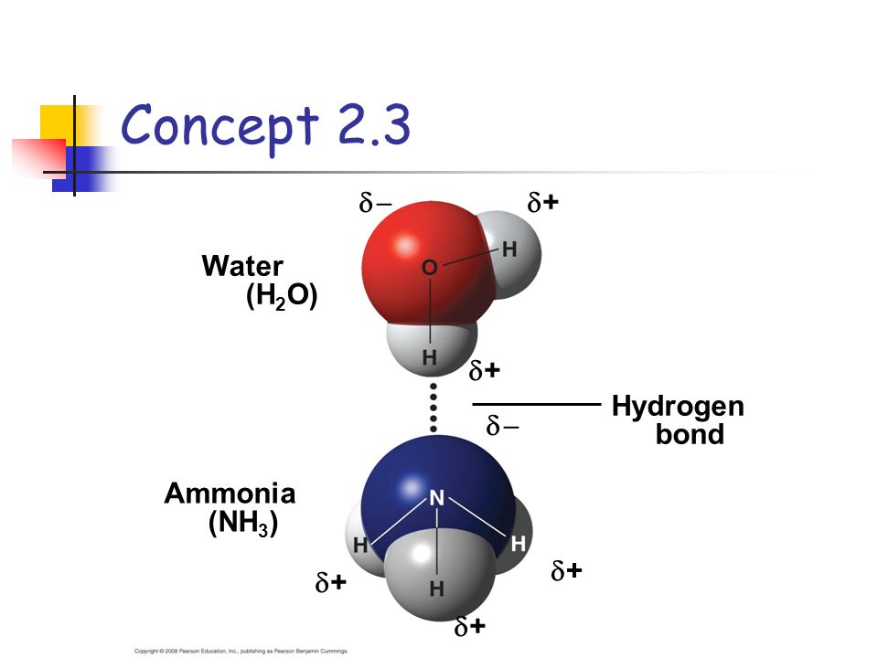   ++ ++    ++ ++ ++ Water (H 2 O) Ammonia (NH 3 ) Hydrogen bond