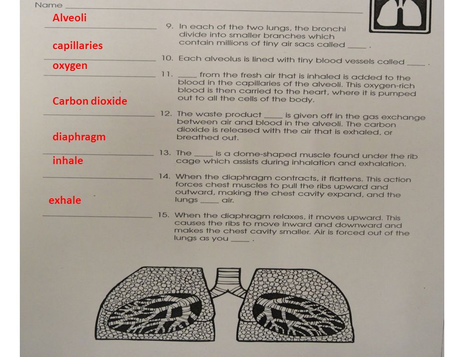 inhale diaphragm Carbon dioxide oxygen capillaries Alveoli exhale