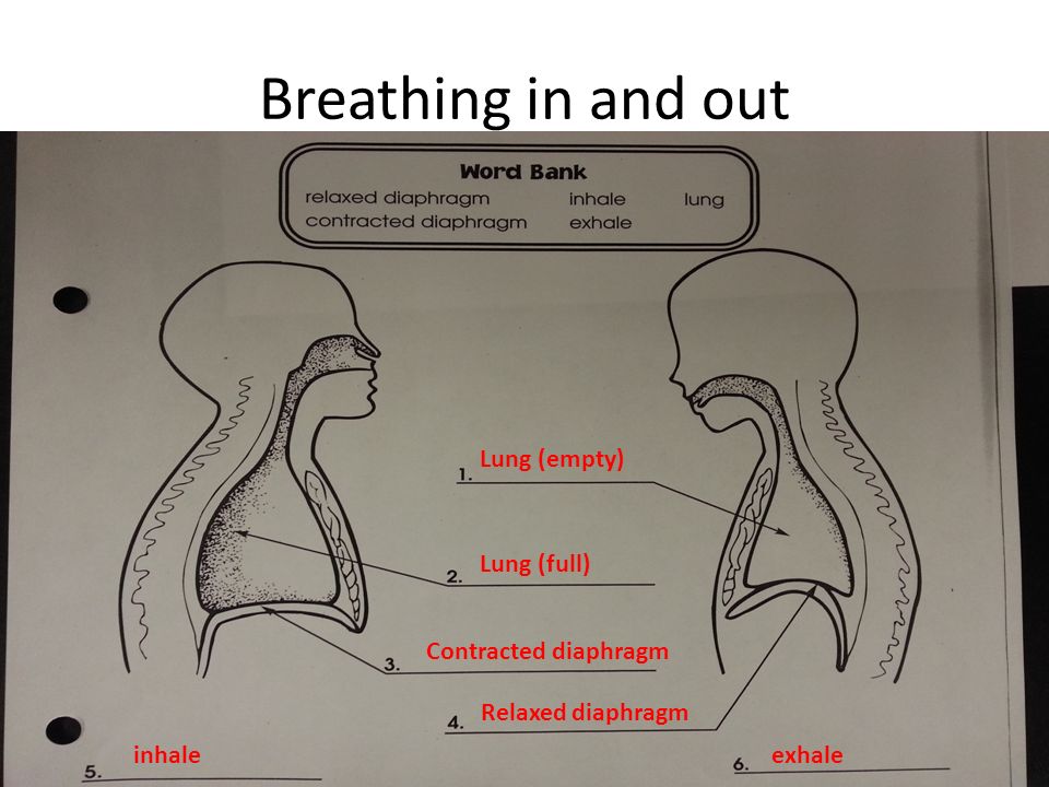 Breathing in and out Lung (empty) Lung (full) Contracted diaphragm Relaxed diaphragm inhaleexhale