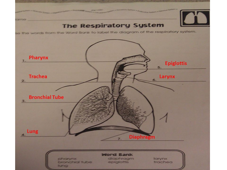 Pharynx Epiglottis LarynxTrachea Bronchial Tube Lung Diaphragm
