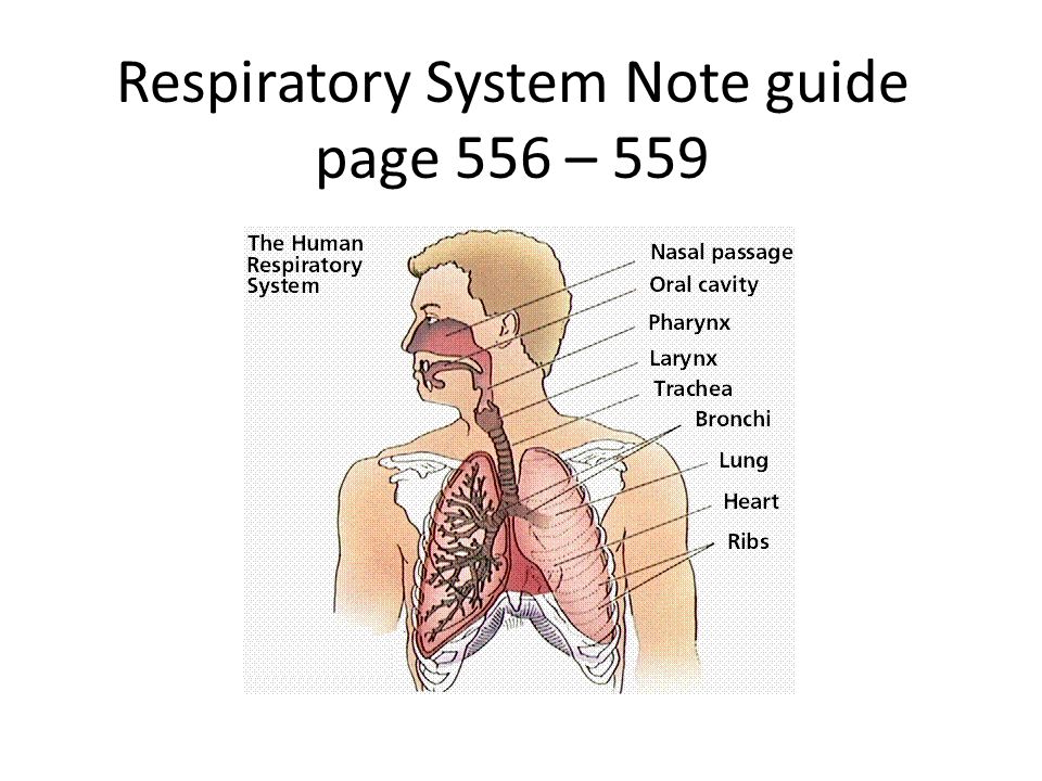 Respiratory System Note guide page 556 – 559