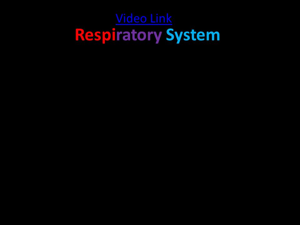 Respiratory System Video Link
