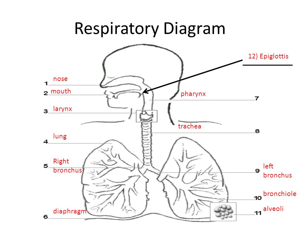 Respiratory Diagram nose mouth larynx lung Right bronchus diaphragm pharynx trachea left bronchus bronchiole alveoli 12) Epiglottis