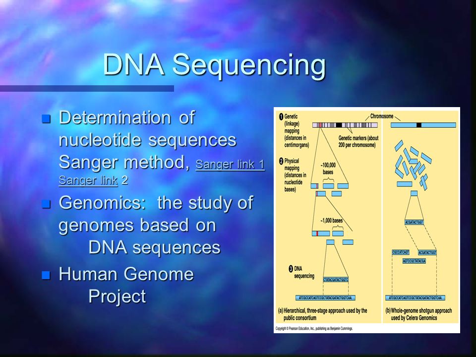 DNA Sequencing n Determination of nucleotide sequences Sanger method, Sanger link 1 Sanger link 2 Sanger link 1 Sanger link Sanger link 1 Sanger link n Genomics: the study of genomes based on DNA sequences n Human Genome Project