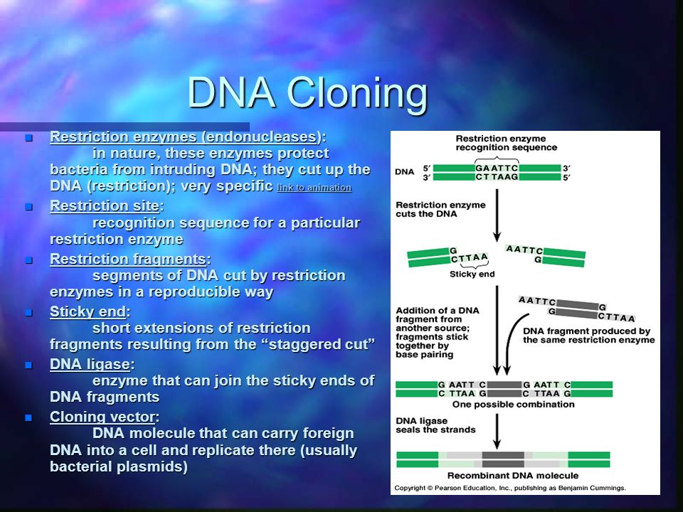 DNA Cloning n Restriction enzymes (endonucleases): in nature, these enzymes protect bacteria from intruding DNA; they cut up the DNA (restriction); very specific link to animation link to animation link to animation n Restriction site: recognition sequence for a particular restriction enzyme n Restriction fragments: segments of DNA cut by restriction enzymes in a reproducible way n Sticky end: short extensions of restriction fragments resulting from the staggered cut n DNA ligase: enzyme that can join the sticky ends of DNA fragments n Cloning vector: DNA molecule that can carry foreign DNA into a cell and replicate there (usually bacterial plasmids)