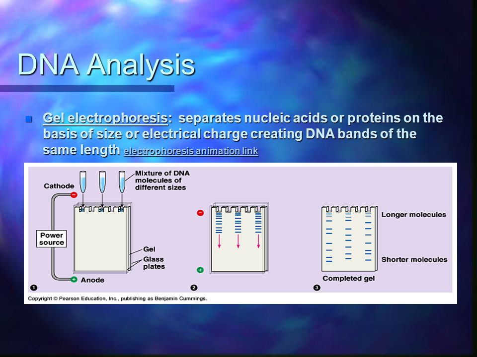 DNA Analysis n Gel electrophoresis: separates nucleic acids or proteins on the basis of size or electrical charge creating DNA bands of the same length electrophoresis animation link electrophoresis animation link electrophoresis animation link