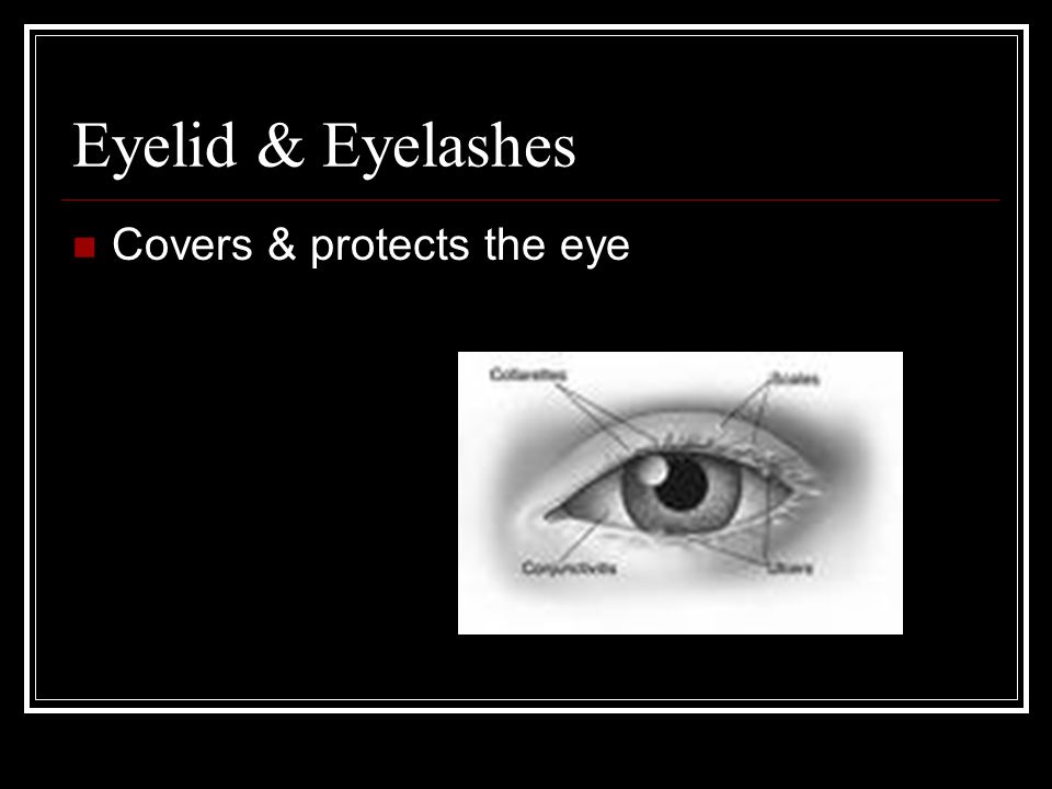 Eyelid & Eyelashes Covers & protects the eye