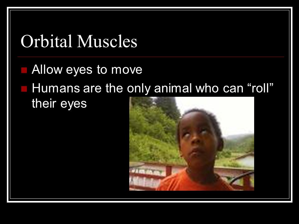 Orbital Muscles Allow eyes to move Humans are the only animal who can roll their eyes