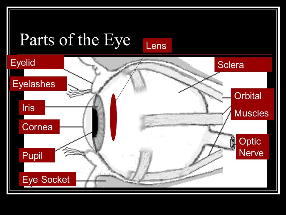 Parts of the Eye Eye Socket Pupil Cornea Iris Eyelashes Eyelid Sclera Orbital Muscles Optic Nerve Lens