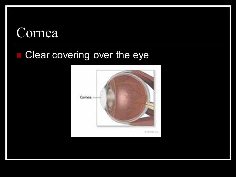 Cornea Clear covering over the eye