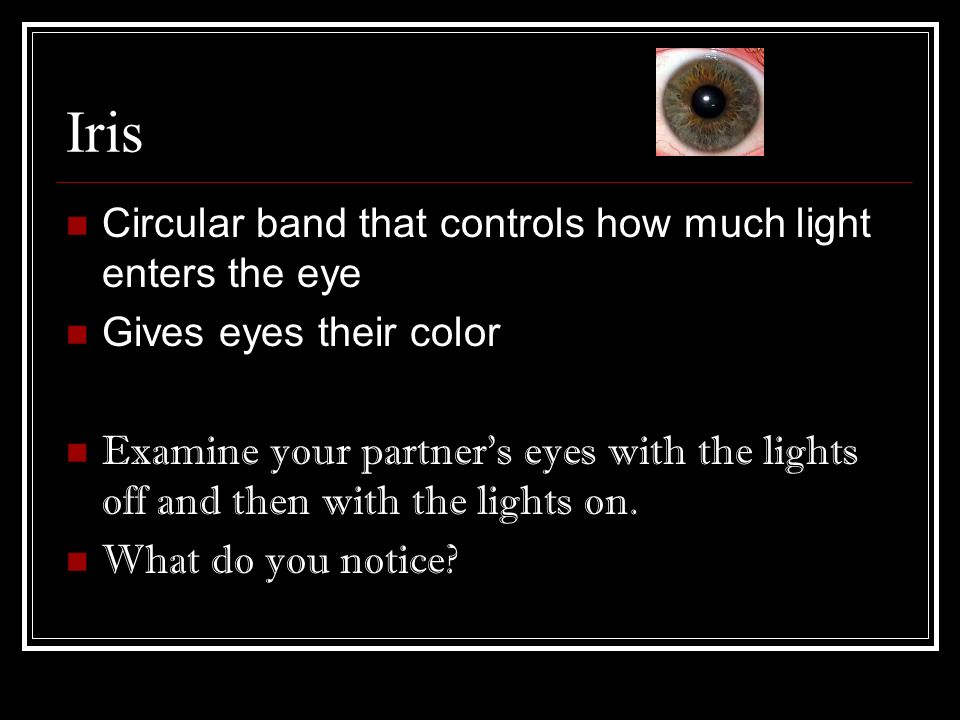 Iris Circular band that controls how much light enters the eye Gives eyes their color Examine your partner’s eyes with the lights off and then with the lights on.