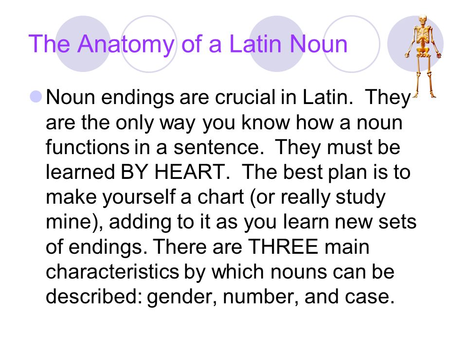 The Anatomy of a Latin Noun Noun endings are crucial in Latin.