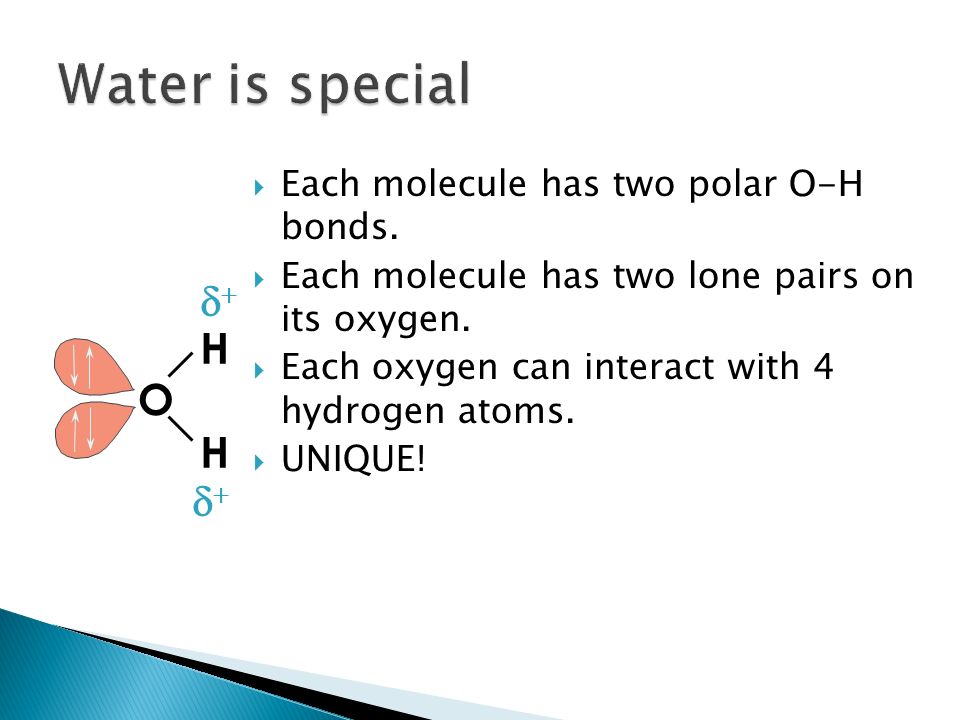  Each molecule has two lone pairs of electrons on its oxygen. H O H  