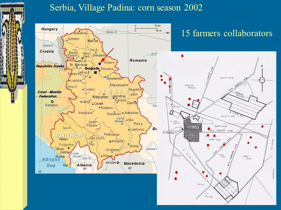 Serbia, Village Padina: corn season farmers collaborators
