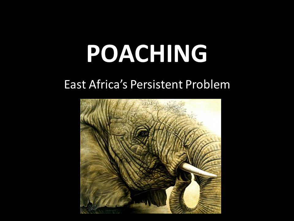 POACHING East Africa’s Persistent Problem