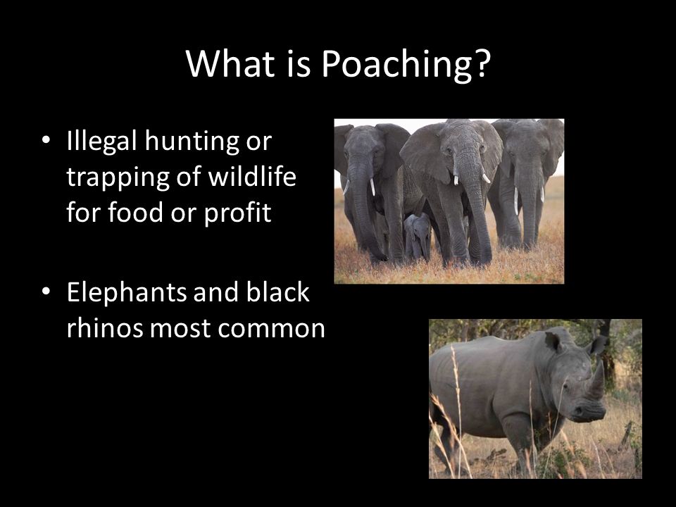 What is Poaching.