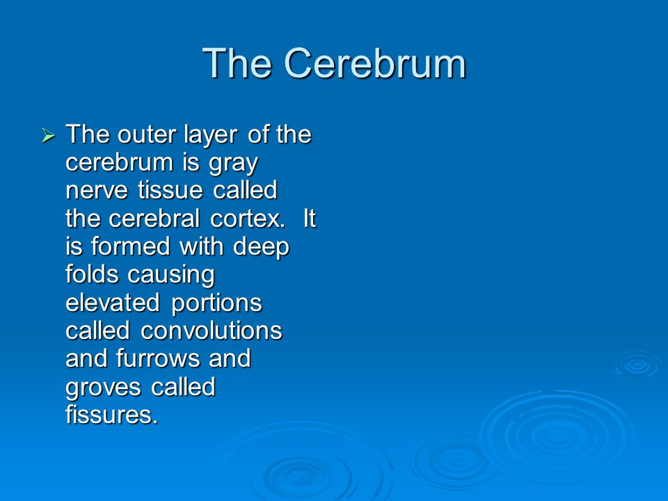 The Cerebrum  The outer layer of the cerebrum is gray nerve tissue called the cerebral cortex.