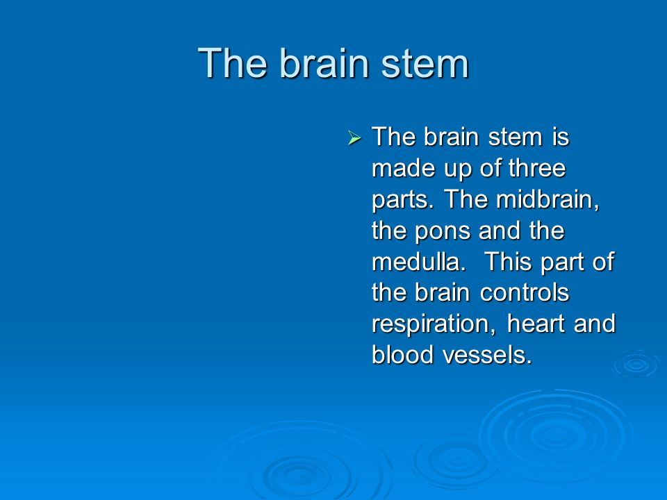 The brain stem  The brain stem is made up of three parts.