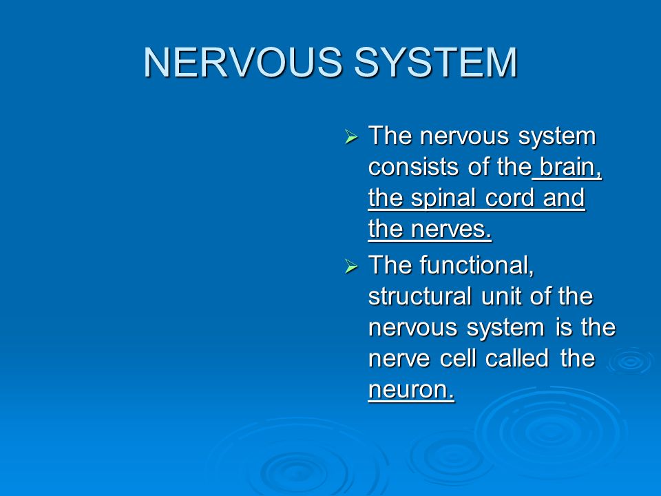 NERVOUS SYSTEM  The nervous system consists of the brain, the spinal cord and the nerves.