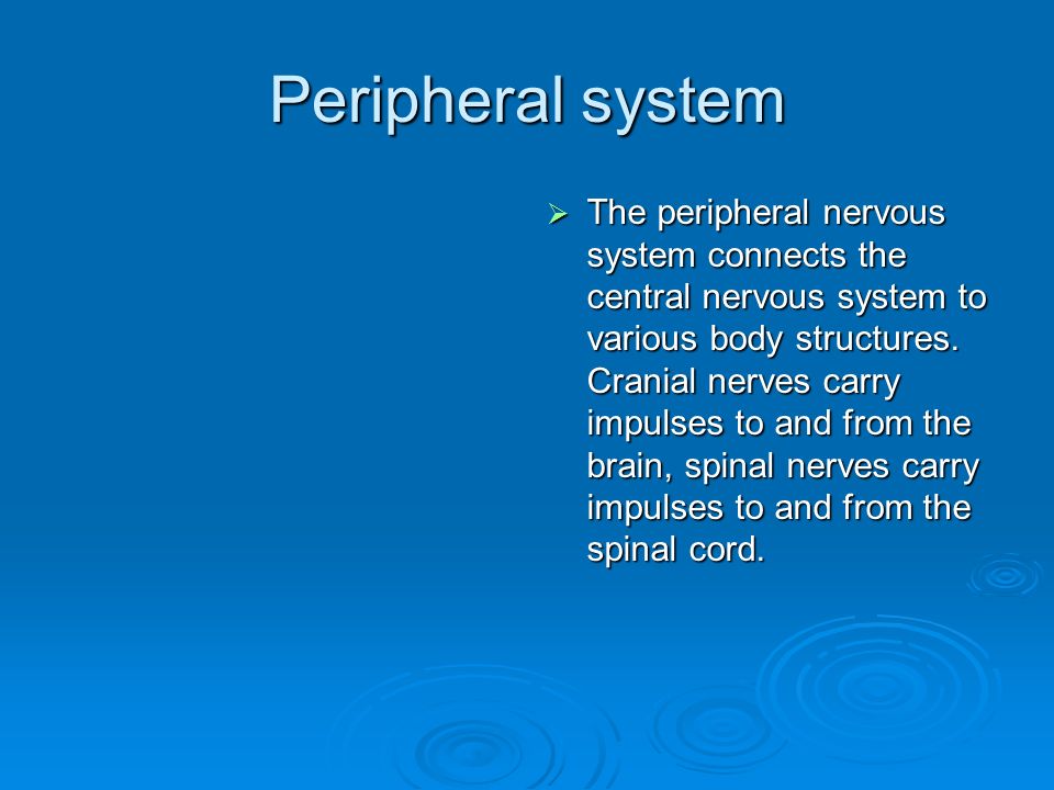 Peripheral system  The peripheral nervous system connects the central nervous system to various body structures.