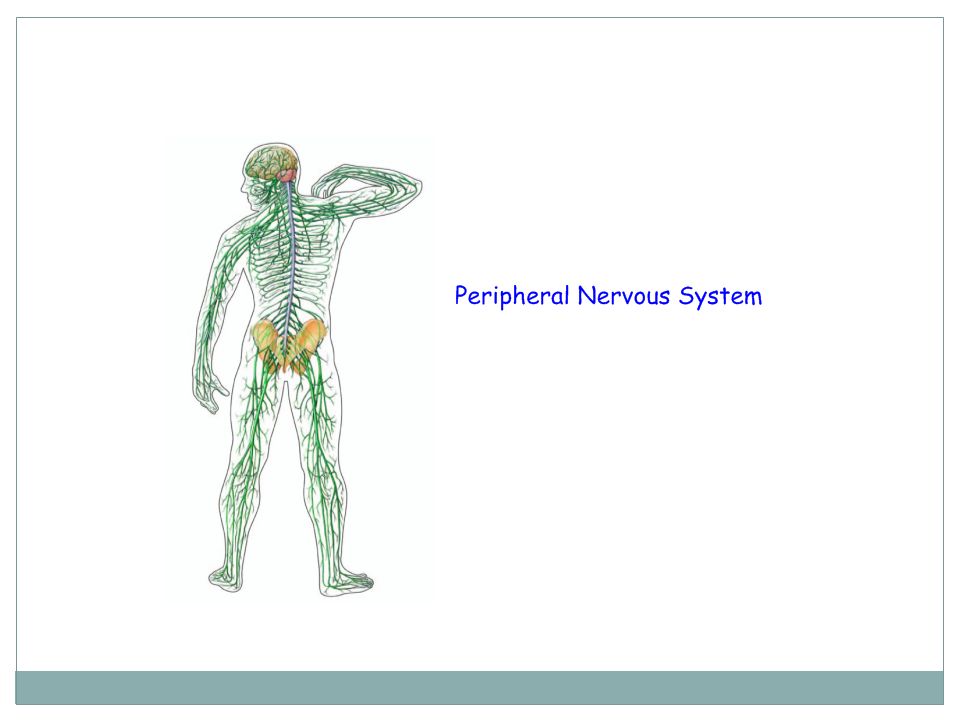 Тест нервная система органы чувств