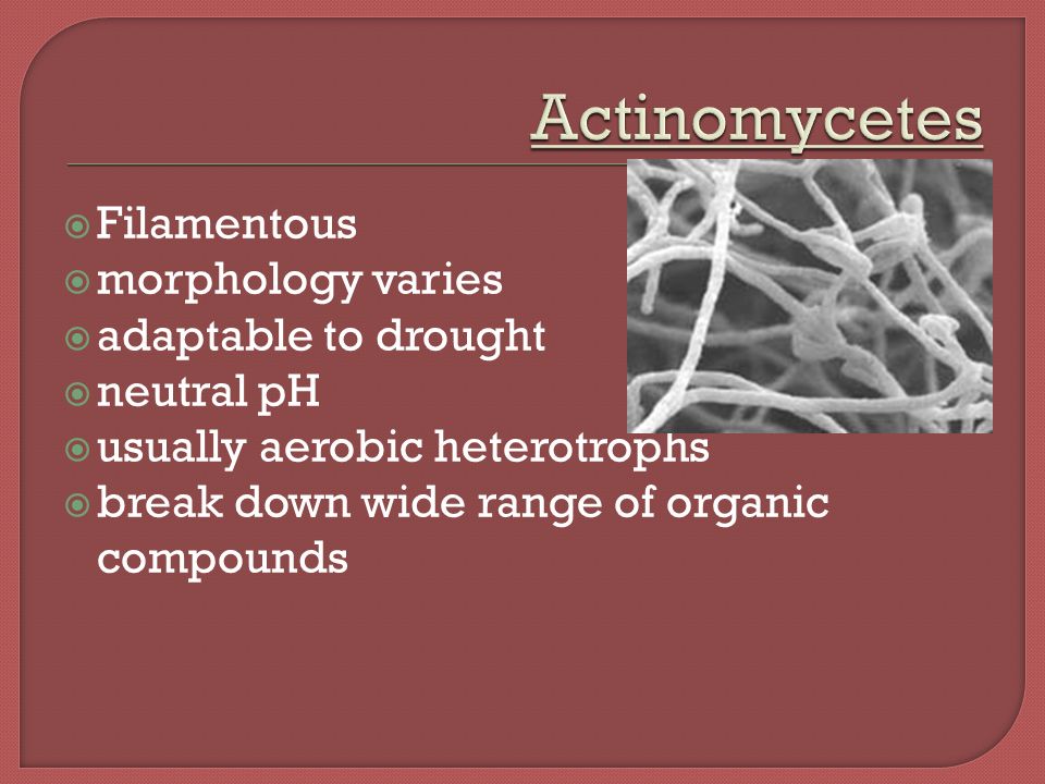  Filamentous  morphology varies  adaptable to drought  neutral pH  usually aerobic heterotrophs  break down wide range of organic compounds