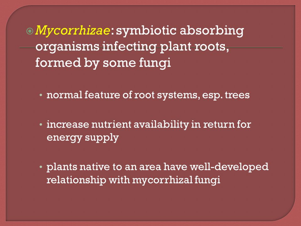  Mycorrhizae: symbiotic absorbing organisms infecting plant roots, formed by some fungi normal feature of root systems, esp.
