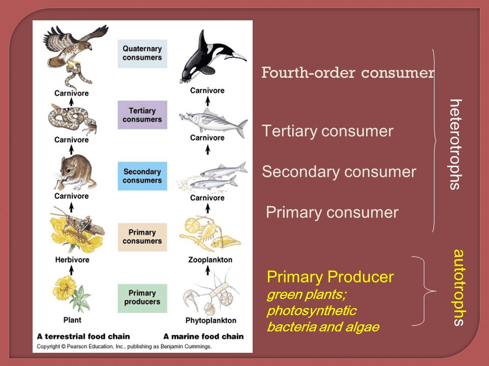 Fourth-order consumer Primary Producer green plants; photosynthetic bacteria and algae Primary consumer Secondary consumer Tertiary consumer heterotrophs autotrophs