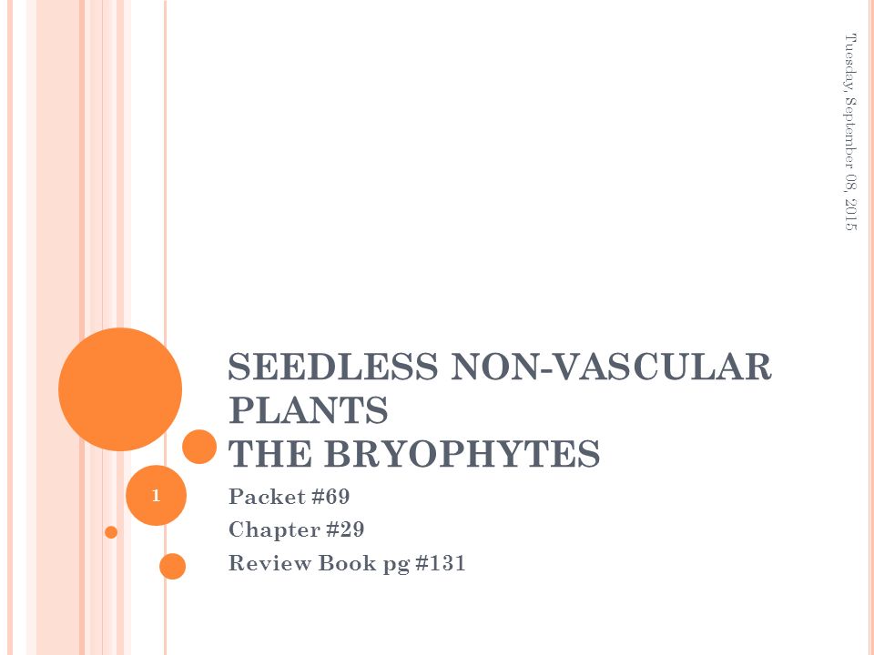 SEEDLESS NON-VASCULAR PLANTS THE BRYOPHYTES Packet #69 Chapter #29 Review Book pg #131 Tuesday, September 08,