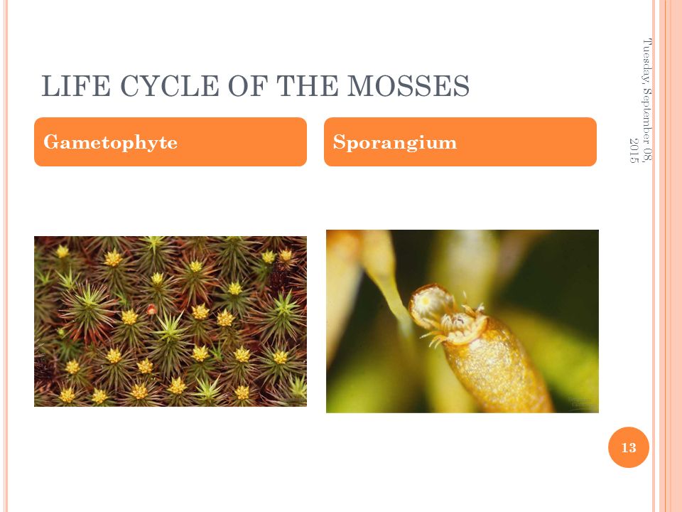 LIFE CYCLE OF THE MOSSES GametophyteSporangium Tuesday, September 08,