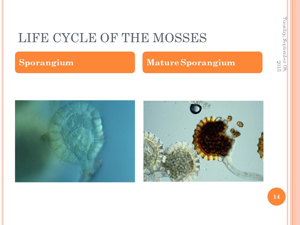LIFE CYCLE OF THE MOSSES SporangiumMature Sporangium Tuesday, September 08,