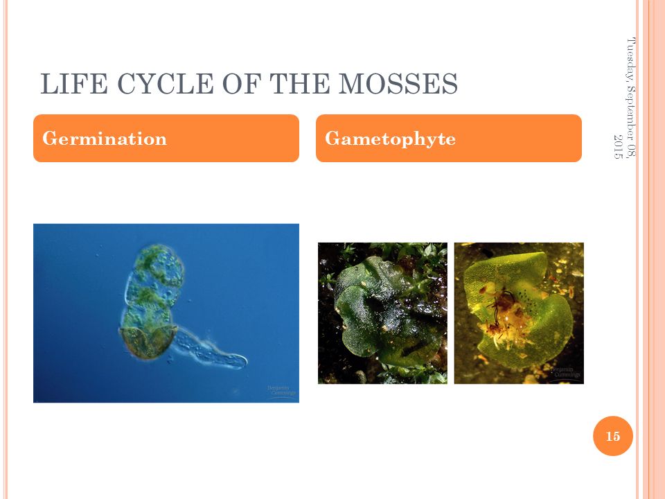 LIFE CYCLE OF THE MOSSES GerminationGametophyte Tuesday, September 08,
