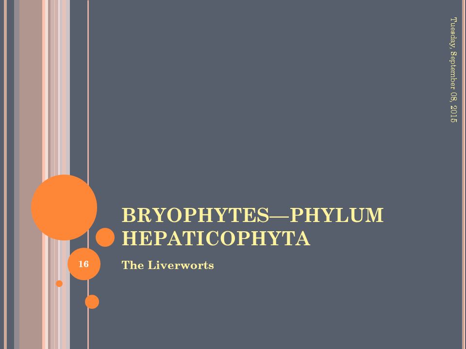 BRYOPHYTES—PHYLUM HEPATICOPHYTA The Liverworts Tuesday, September 08,