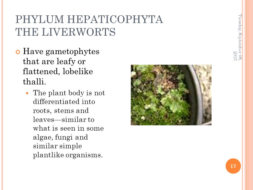PHYLUM HEPATICOPHYTA THE LIVERWORTS Have gametophytes that are leafy or flattened, lobelike thalli.