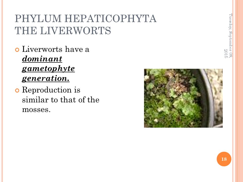 PHYLUM HEPATICOPHYTA THE LIVERWORTS Liverworts have a dominant gametophyte generation.