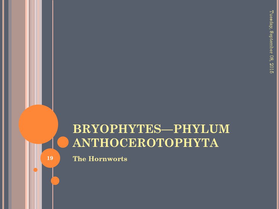 BRYOPHYTES—PHYLUM ANTHOCEROTOPHYTA The Hornworts Tuesday, September 08,