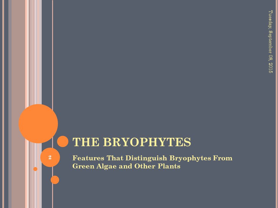 THE BRYOPHYTES Features That Distinguish Bryophytes From Green Algae and Other Plants Tuesday, September 08,