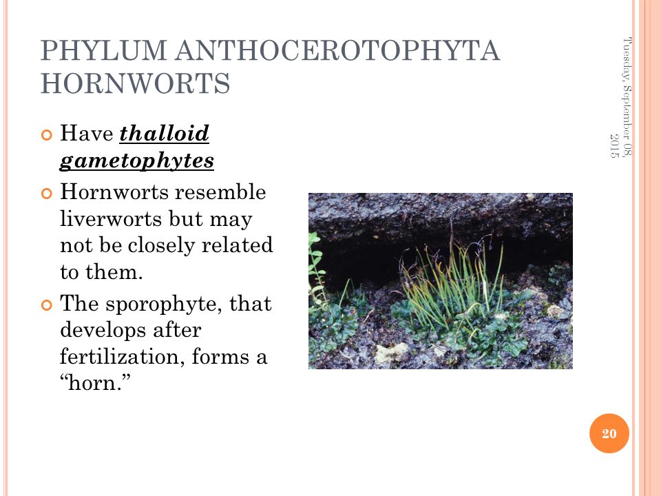 PHYLUM ANTHOCEROTOPHYTA HORNWORTS Have thalloid gametophytes Hornworts resemble liverworts but may not be closely related to them.
