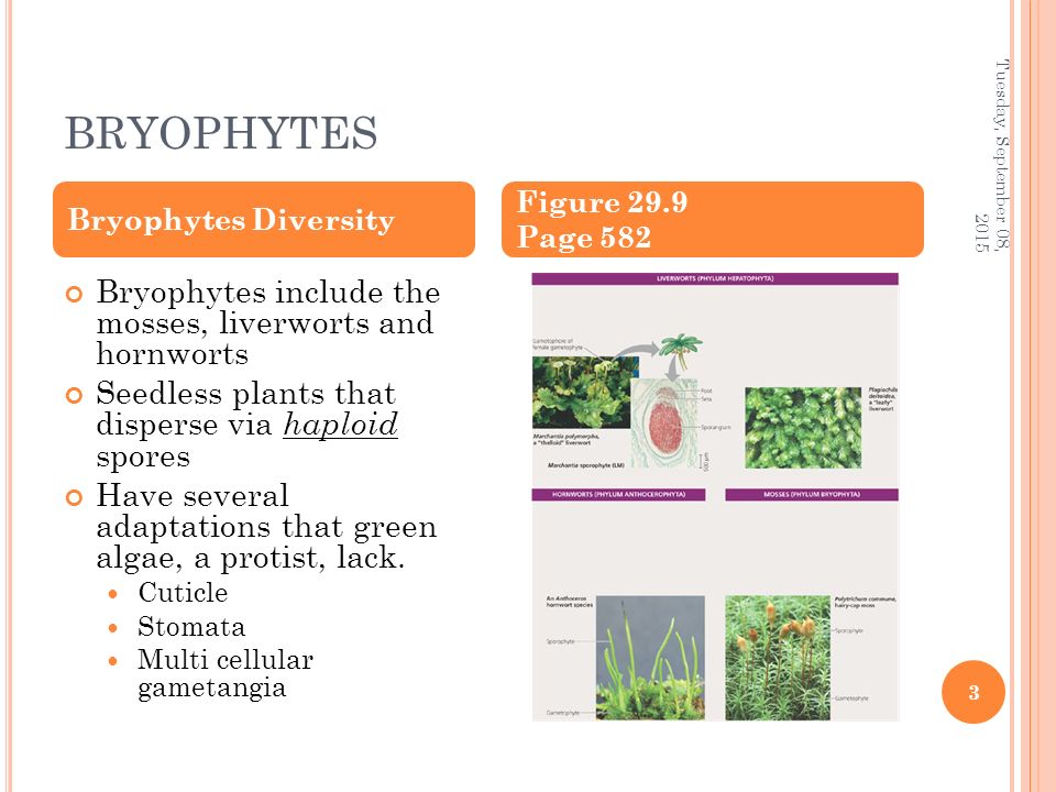 BRYOPHYTES Bryophytes include the mosses, liverworts and hornworts Seedless plants that disperse via haploid spores Have several adaptations that green algae, a protist, lack.