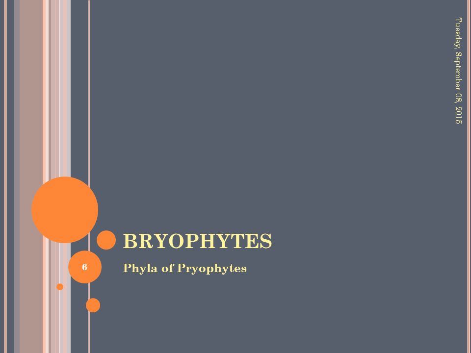 BRYOPHYTES Phyla of Pryophytes Tuesday, September 08,