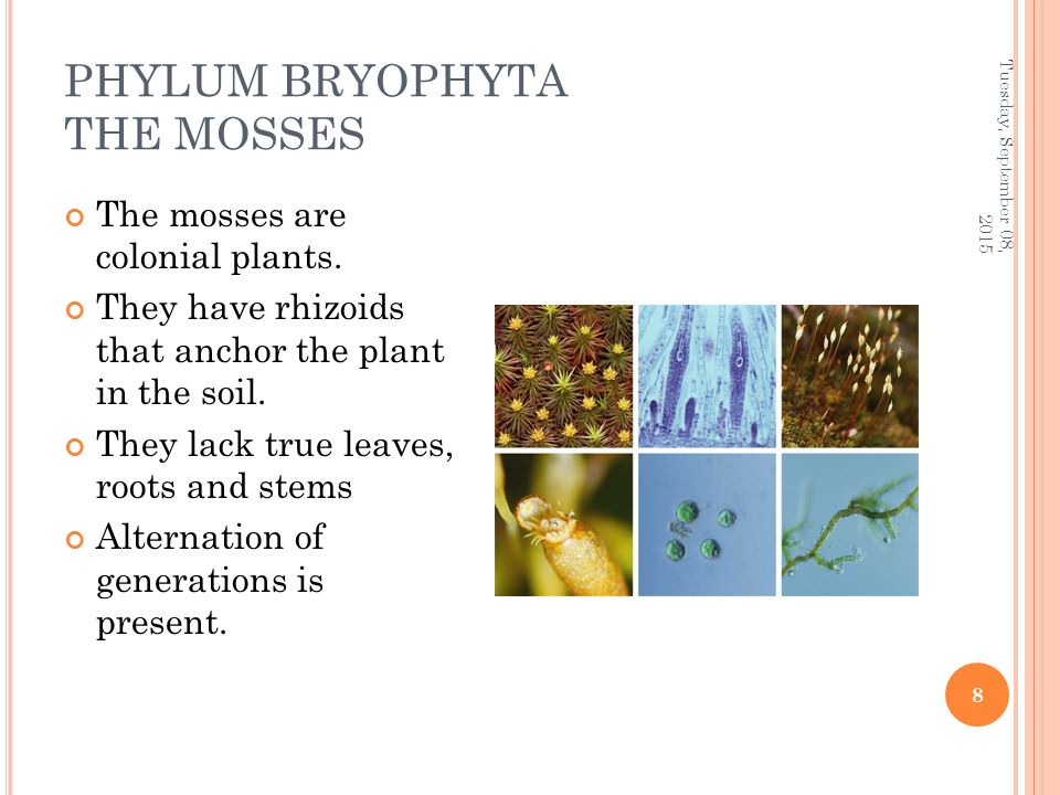 PHYLUM BRYOPHYTA THE MOSSES The mosses are colonial plants.