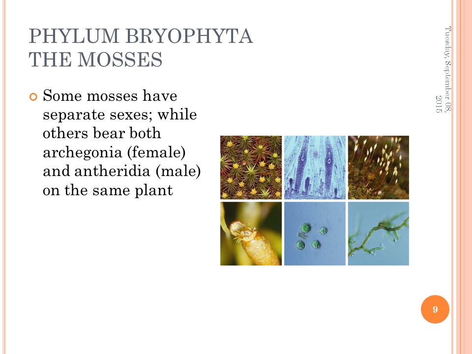 PHYLUM BRYOPHYTA THE MOSSES Some mosses have separate sexes; while others bear both archegonia (female) and antheridia (male) on the same plant Tuesday, September 08,