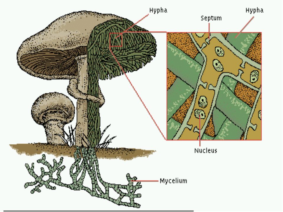 Мицелий гриба растет только первые. Строение грибницы мицелия. Клетка мицелия гриба. Строение гриба нити. Гриб в разрезе.