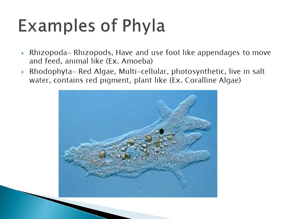  Rhizopoda- Rhizopods, Have and use foot like appendages to move and feed, animal like (Ex.