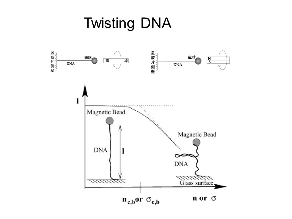 Twisting DNA