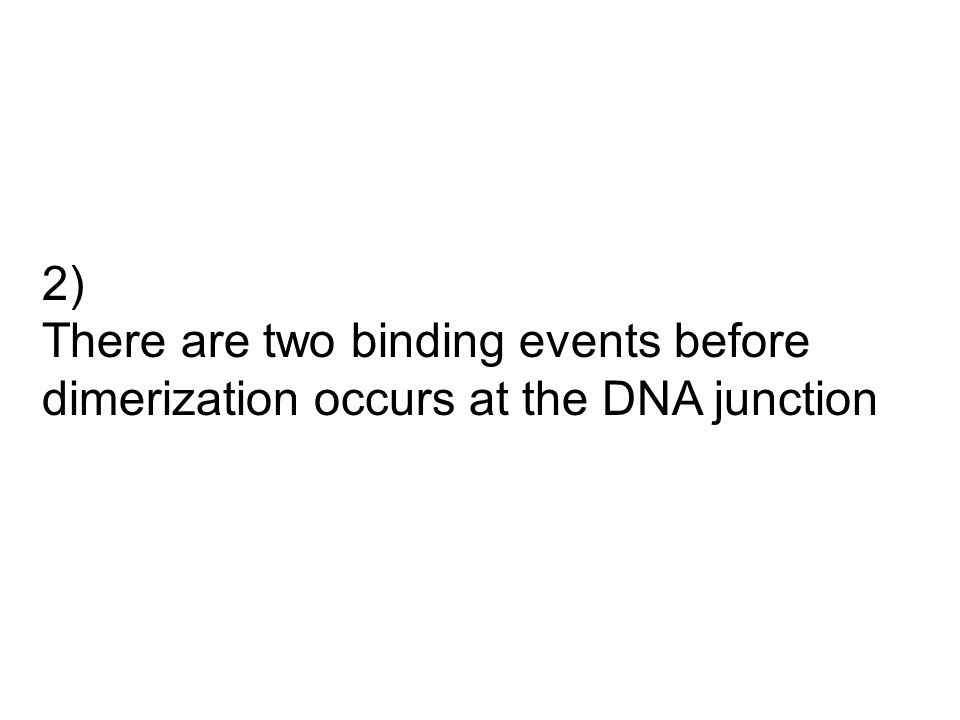 2) There are two binding events before dimerization occurs at the DNA junction