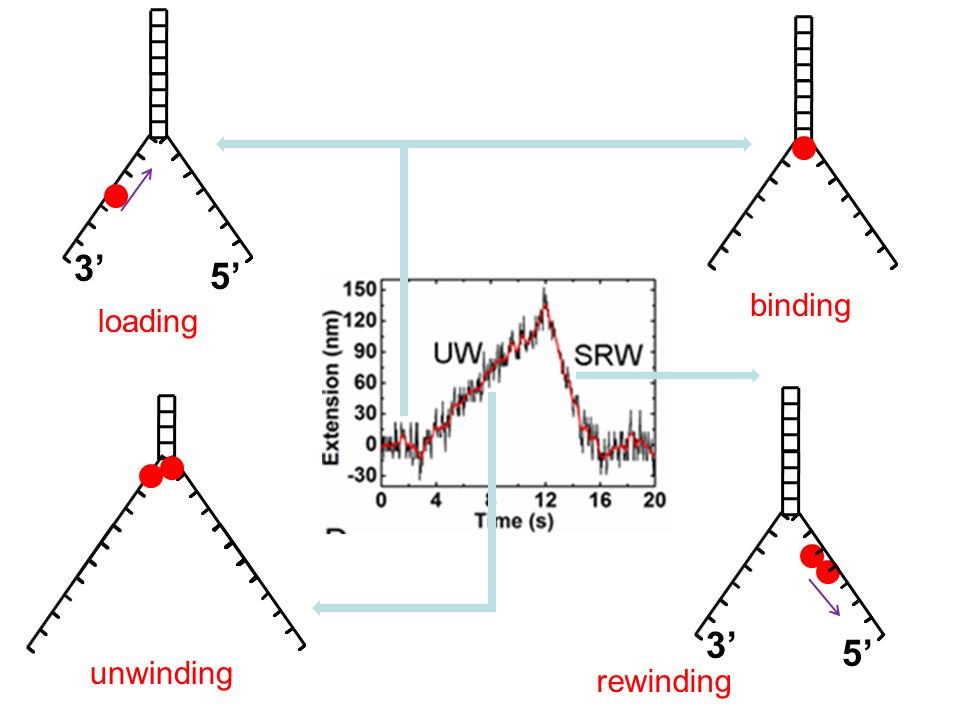 3’ 5’ 3’ 5’ loading binding unwinding rewinding