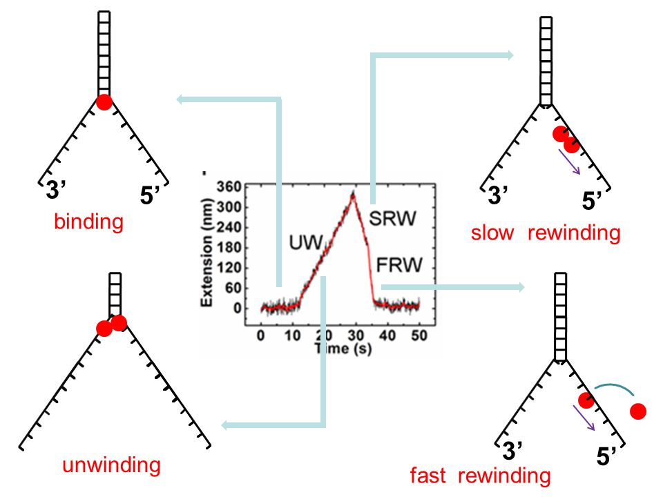 3’ 5’3’ 5’ 3’ 5’ binding unwinding slow rewinding fast rewinding